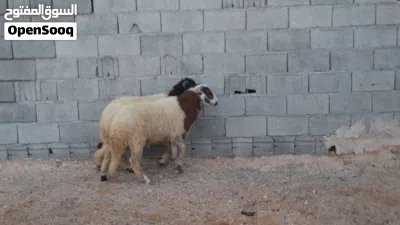2خرفان وطنيات مشالله ربي يبارك عمرهم ف7شهور سليمات متع تربيه او موس لبيدبح.. 3