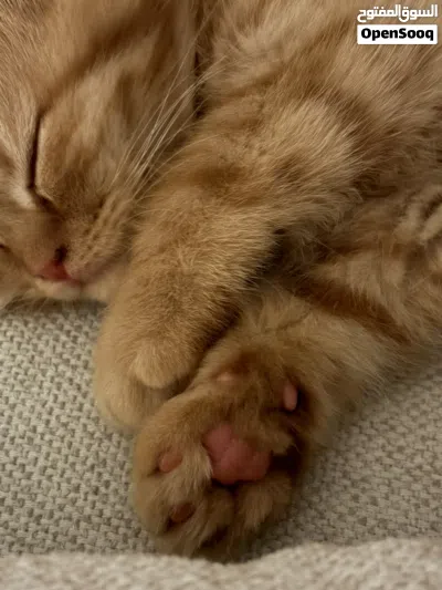 Male Scottish fold for sale 4