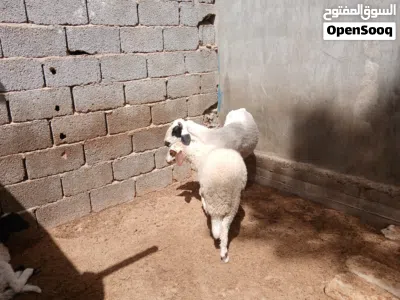 رباع تحتها حوليه الله يبارك 3