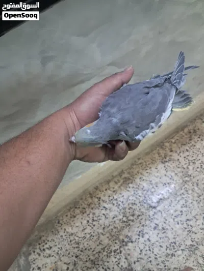 طيور كوكتيل 3