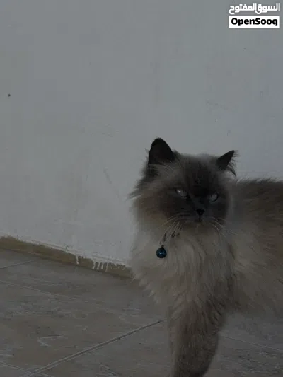 قط هملايا ميور 3