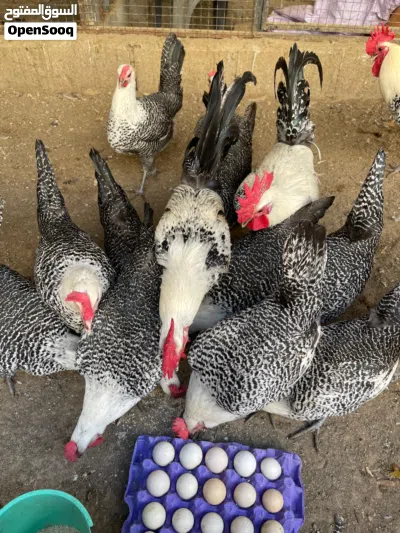 الفيومي المصري الأصيل 3