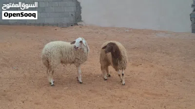 2فطايم وطنيات مشالله عمرهم ف7شهور سليمات ربي يبارك متع تربيه.. 4