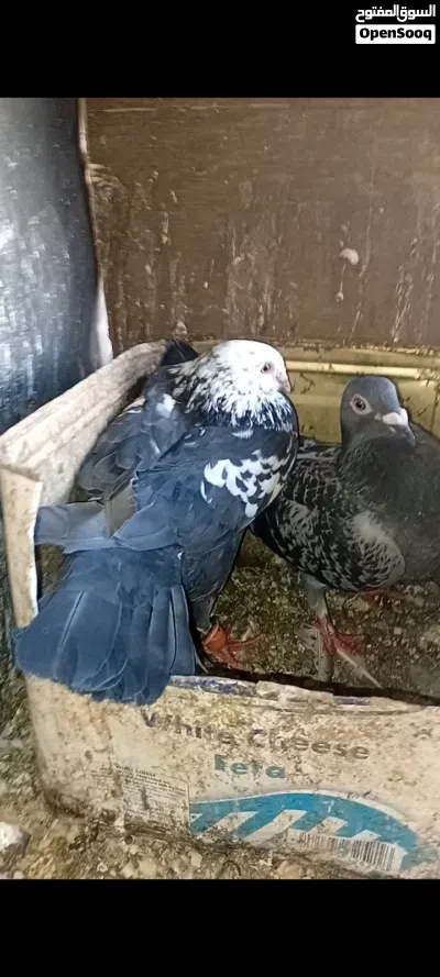 3 جواز زواجل بسعر حرق 3
