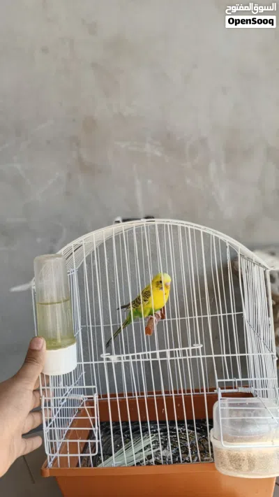 عصافير للبيع 3