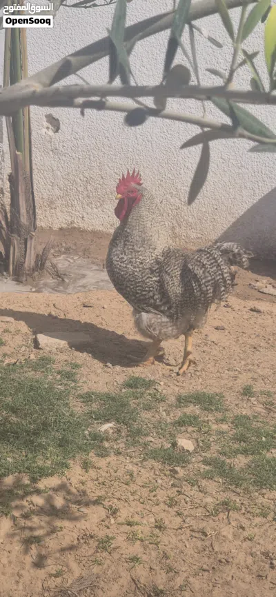 افراريج الله ايبارك 2