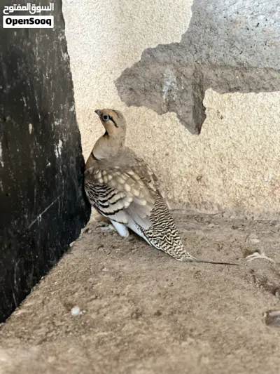 قطا عراقي ذكر منتج 3
