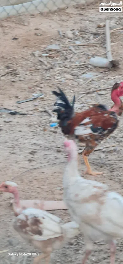 ديوكه عرب فول نقشات 3