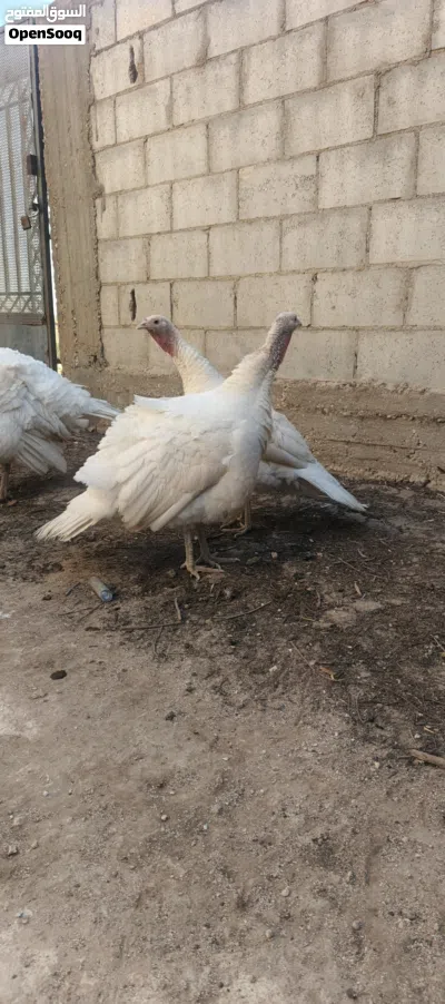 دجاج حبش هولندي 4