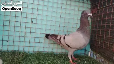 حمام اكزبيشن بلو بار 2