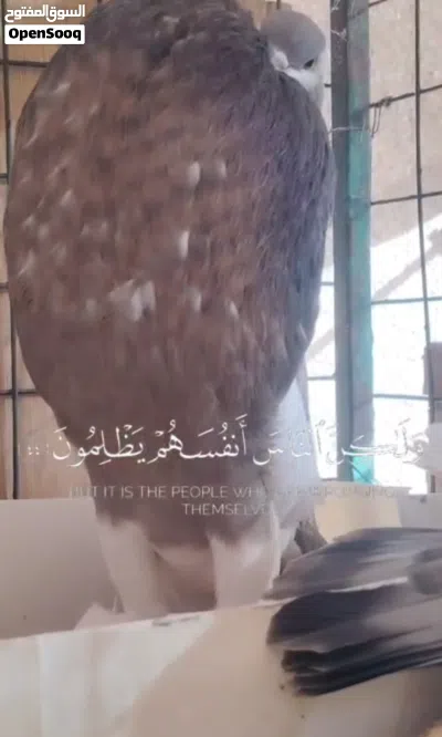 الصلاه ع النبي 2