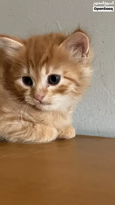 قطة صغيره للبيع 2