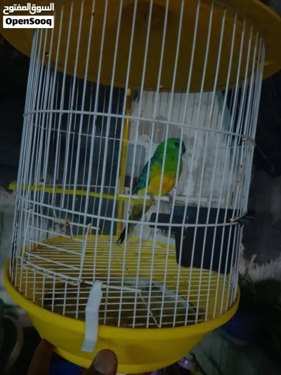 مطلوب طير ردرمر 2