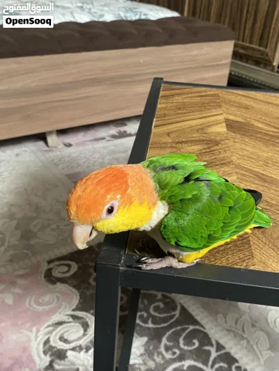 كايكي وايت بلي 2