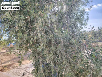 فرصة استثمارية نادرة - مزرعة مميزة للبيع في بلعما / طريق النمرة 4
