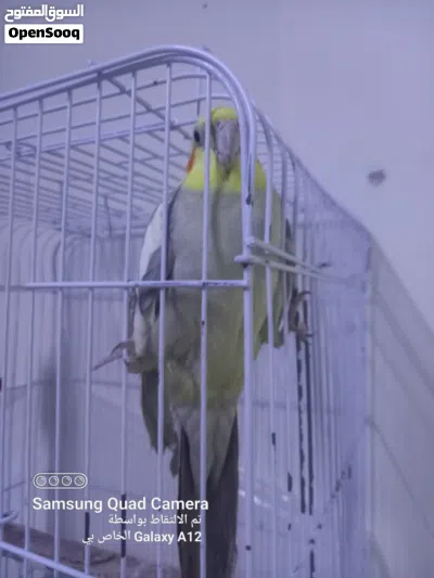 جوز كوكتيل 2