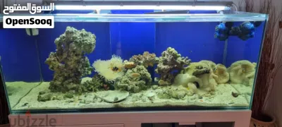 Stunning Large Saltwater Aquarium Setup – Complete & Ready to Run 2
