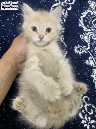 للبيع قطط كيتن العمر شهرين 2