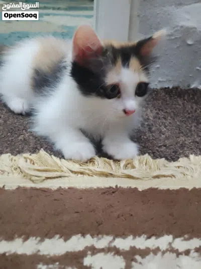 4 قطط شيرازي للبيع 4