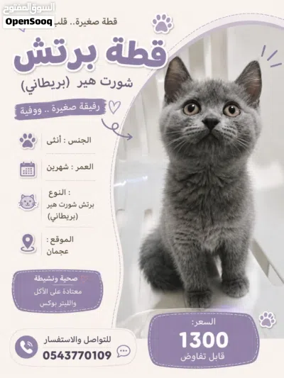 انثي برتش بريطاني 4