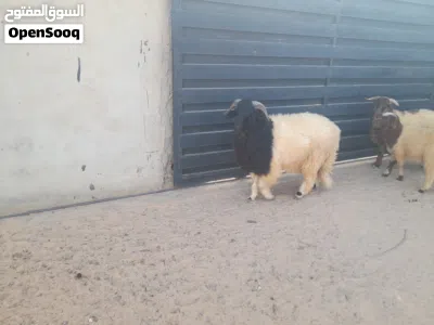 خروف وطني فحل الله يبارك 3