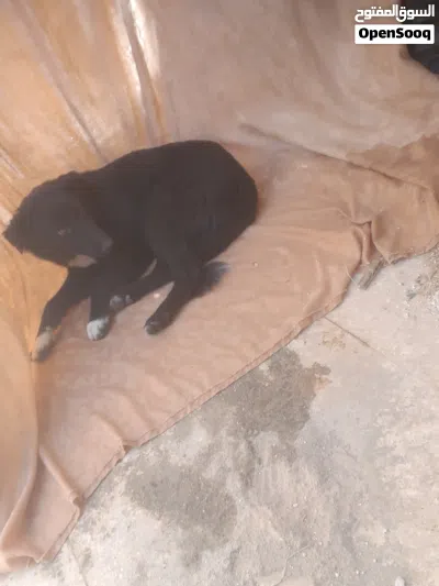 يشبه هذا الكلب مزيجًا من سلالات الرعي، مثل البوردر كولي (Border Collie) أو لابرادور (Labrador) 3