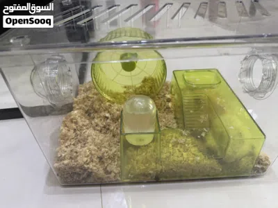 هامستر اليف يلعب انثى ذكر 4