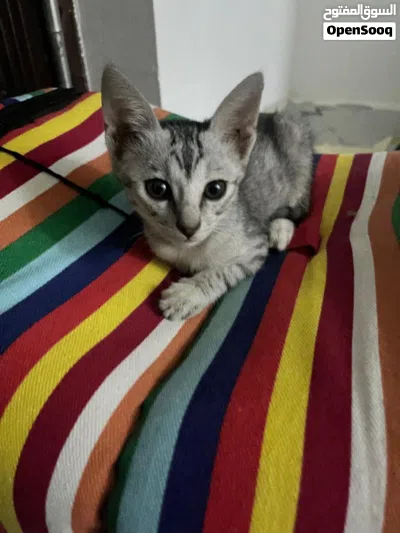قط منزلي يبحث عن عائله جديده. Free nice cat 2