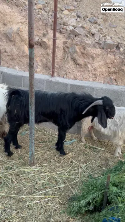 للبيع او سقب ما يناسب لحلال 2