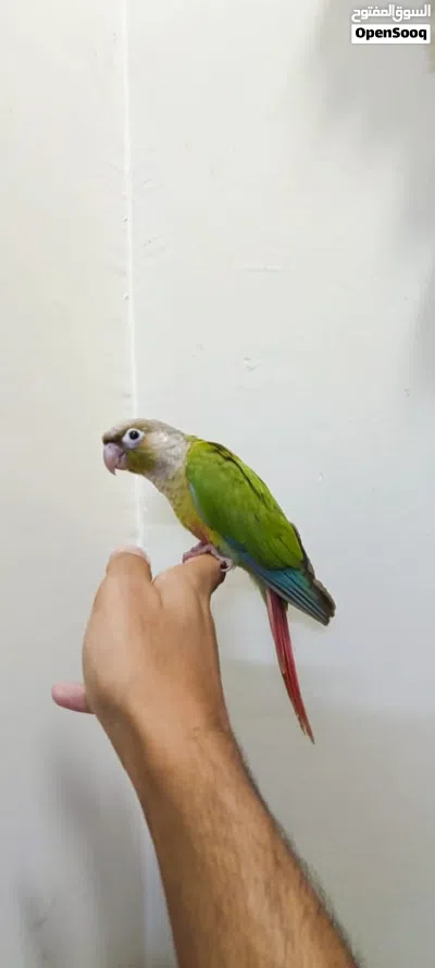 للبيع كنيور أليف جداً 4