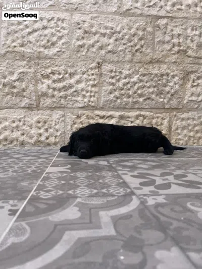 كلبة أنثى للبيع بيبي 2