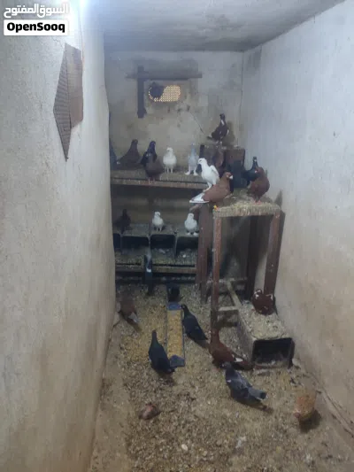جواز حمام زق للبيع 3
