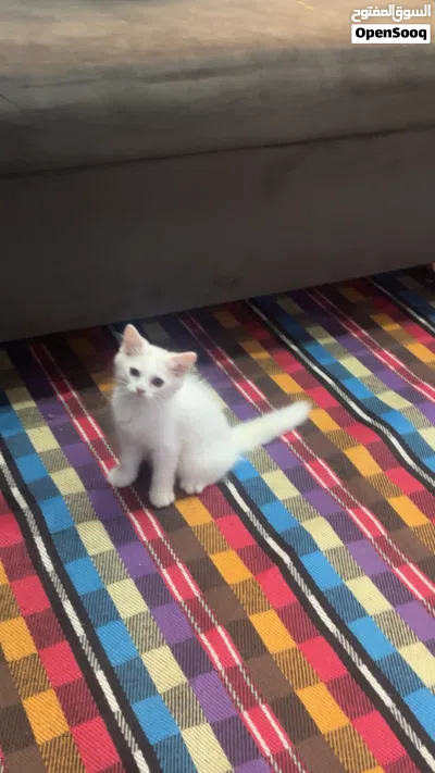 للبيع قطط شرازي 2