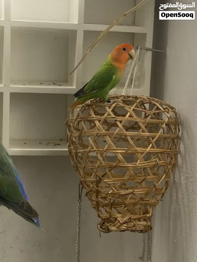 4 rose 1 fisher parrot 4