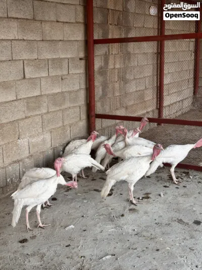 دجاج رومي للبيع 4
