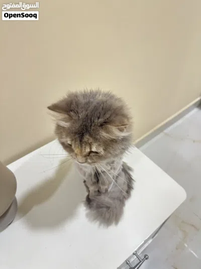 قطه عمر 2 سنه 3