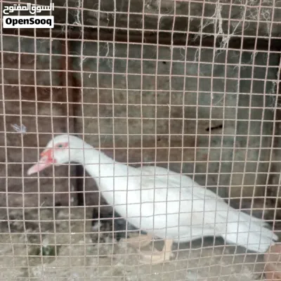 undefined 2