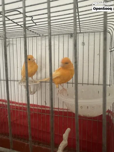 جوز كنار جزري اول خيرو الطبره باضت اول مره 4
