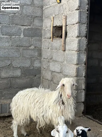 كبش للبيع سمين اموره طيبه العمر سنتين 2