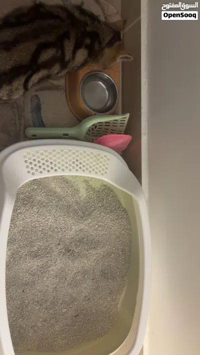 قطط ذكر صغير 4