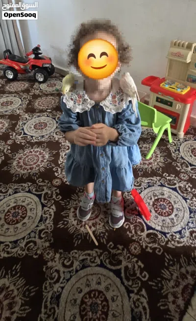 زوج بادجي ربوة للبيع 2