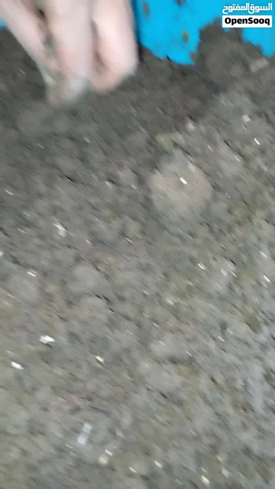 دود ريد ويجلر 3