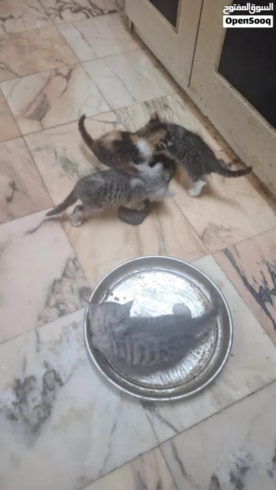 قطط شيرازي بيور 3