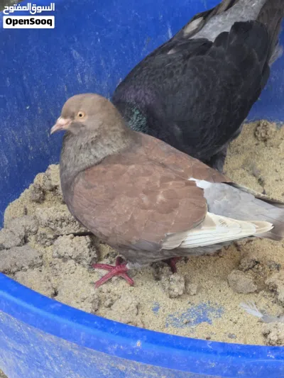 حمام المدينة زوج مع أولادهم 4