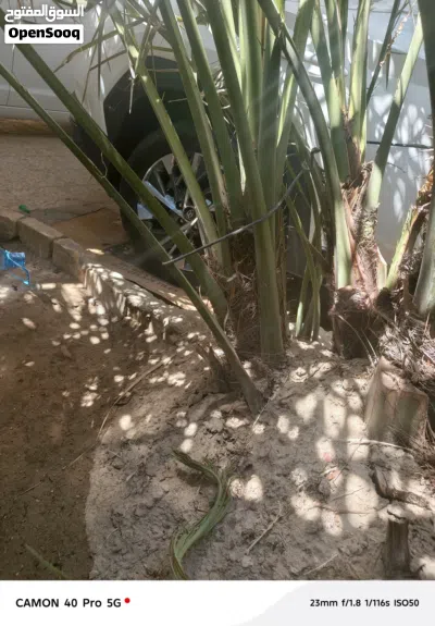 فسائل نخيل برحي للبيع 2