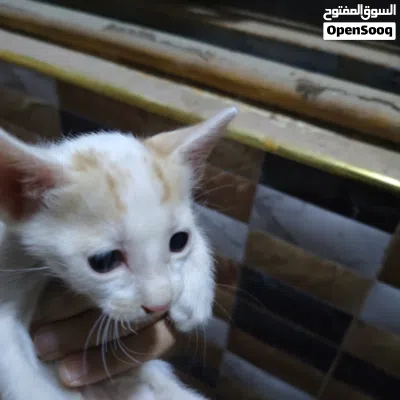 قطط شارع 4 صغار عمرهن 3 اسابيع وي الام للتبني 3