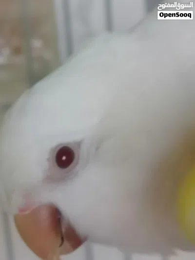 جوز كويكر الببنو ولاتينو 4