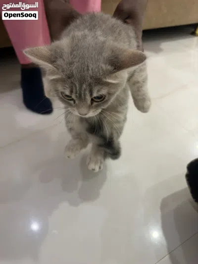 للبيع قطط أنثى فقط لبيع 2