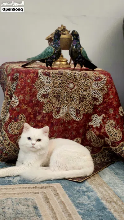 Cat Looking for a Loving Home 3