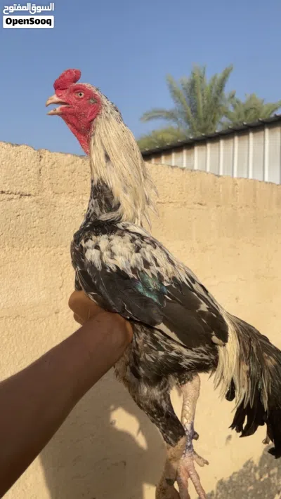 طير للبيع تابع الوصف 2